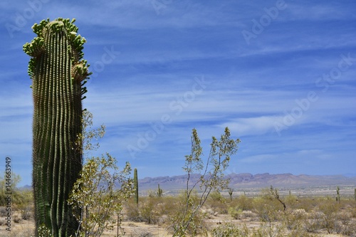 Blooming Saguaro Landscape