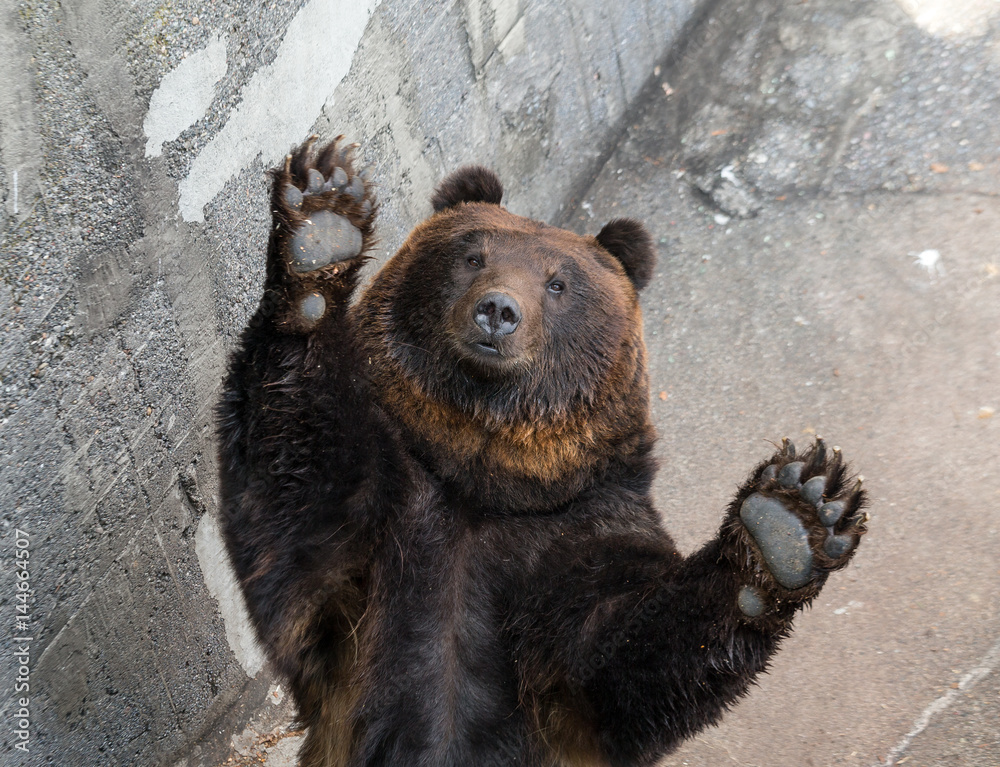 Naklejka premium Brown bear raising up hand