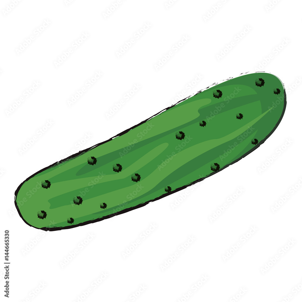 cucumber food diet healthy vector illsutration eps 10 cucumber food diet healthy vector illsutration eps 10
