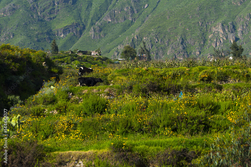 Colca Canyon Peru