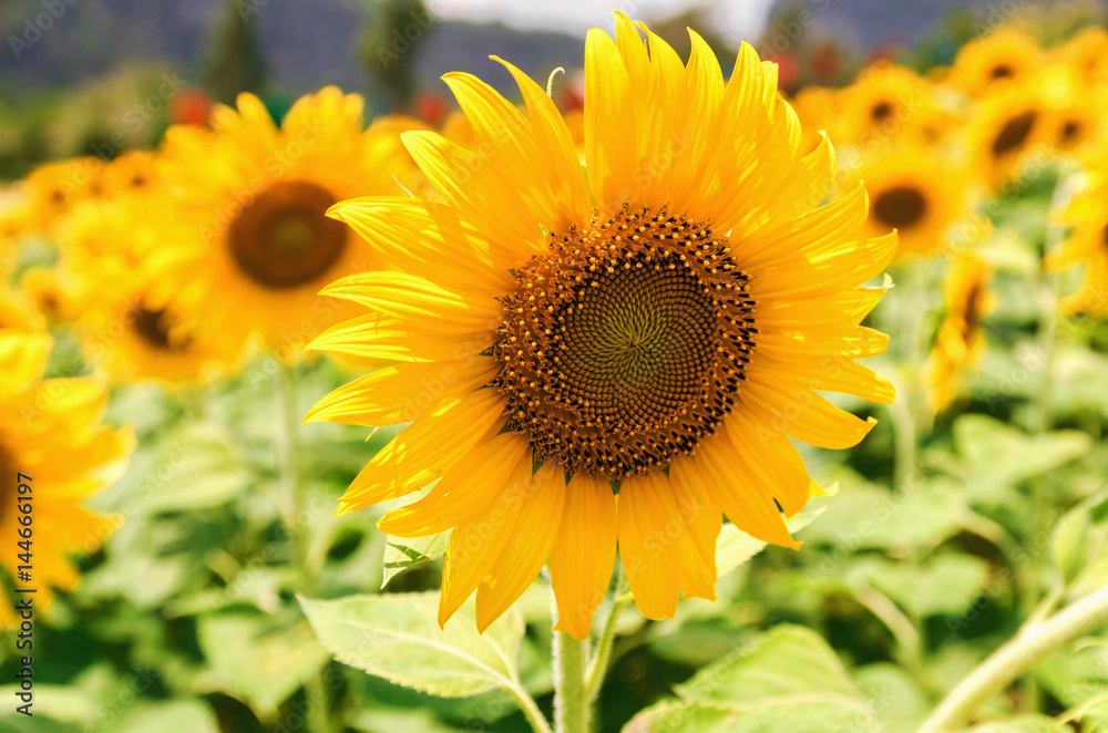 closeup sunflower of field in garden