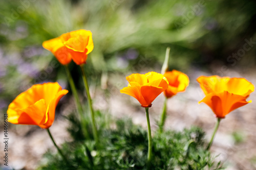 California Poppy