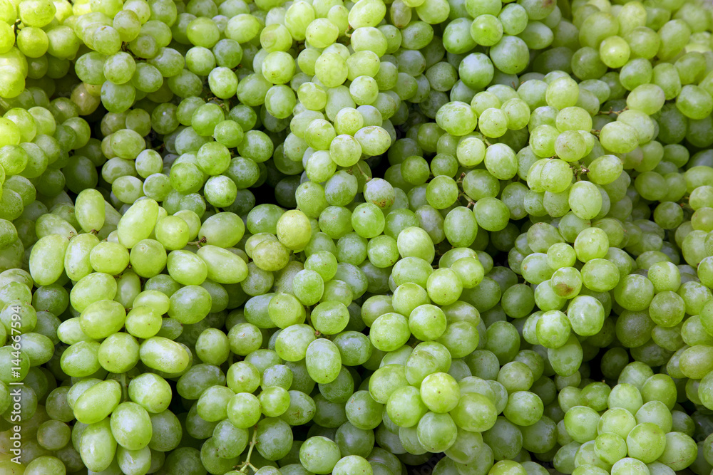 Red wine grapes background/ dark grapes, blue grapes , Red Grape , Vitis vinifera L. , VITACEAE , Cardinal Grape , Emperor Grape Red wine grapes background/ dark grapes, blue grapes , Red Grape , Vitis vinifera L. , VITACEAE , Cardinal Grape , Emperor Grape