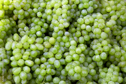 Red wine grapes background/ dark grapes, blue grapes , Red Grape , Vitis vinifera L. , VITACEAE , Cardinal Grape , Emperor Grape