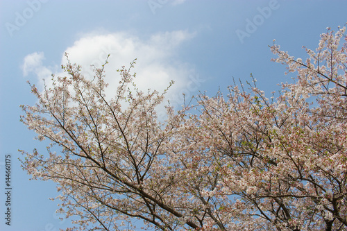 青空、白い雲と桜