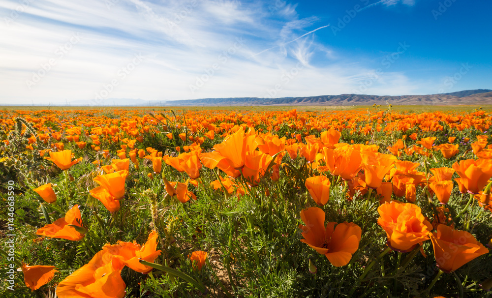 California Golden Poppies against a blue sky