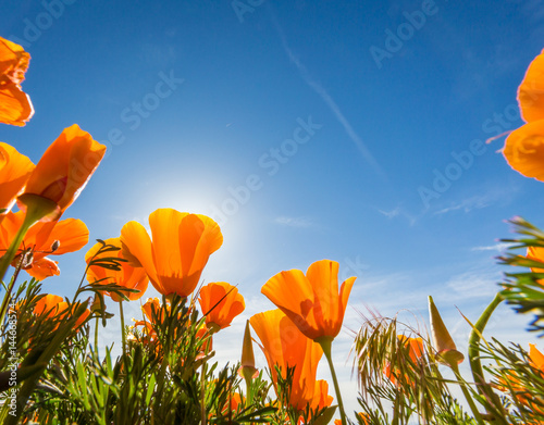 Fototapeta Naklejka Na Ścianę i Meble -  California Golden Poppies against a blue sky