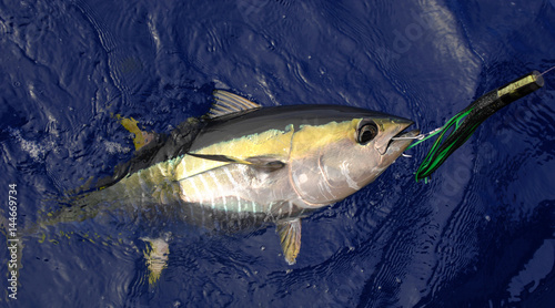 Yellowfin Tuna with lure in mouth off shore of California  photo