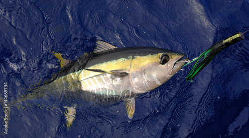 Yellowfin Tuna with lure in mouth off shore of California 