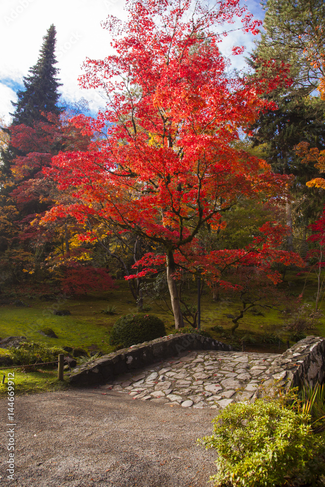 Brilliant Red Maple Fall Foliage Bridge Japanese Garden Brilliant Red Maple Fall Foliage Bridge Japanese Garden