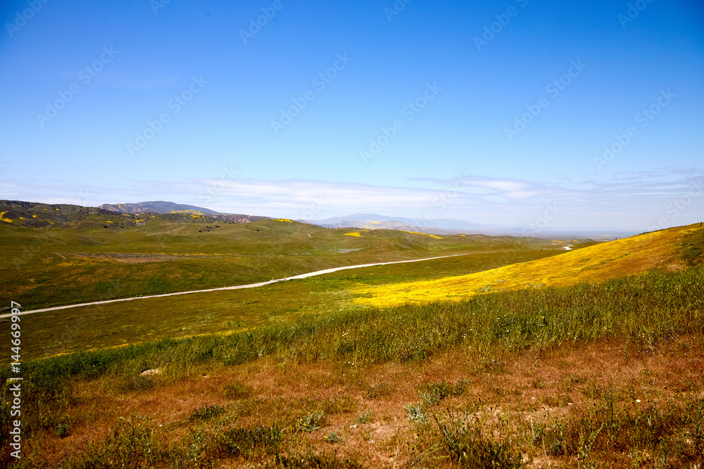 California Wildflowers Carrizo Plains