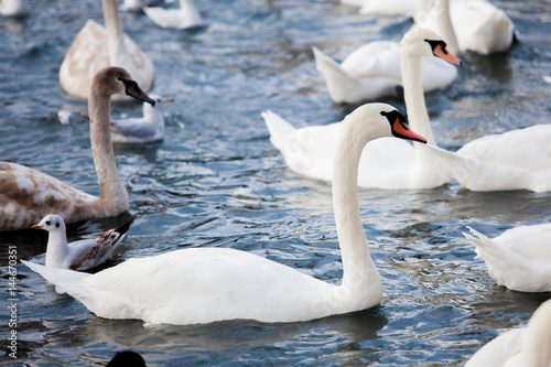 White Swans. swans on a lake. Group of swans
