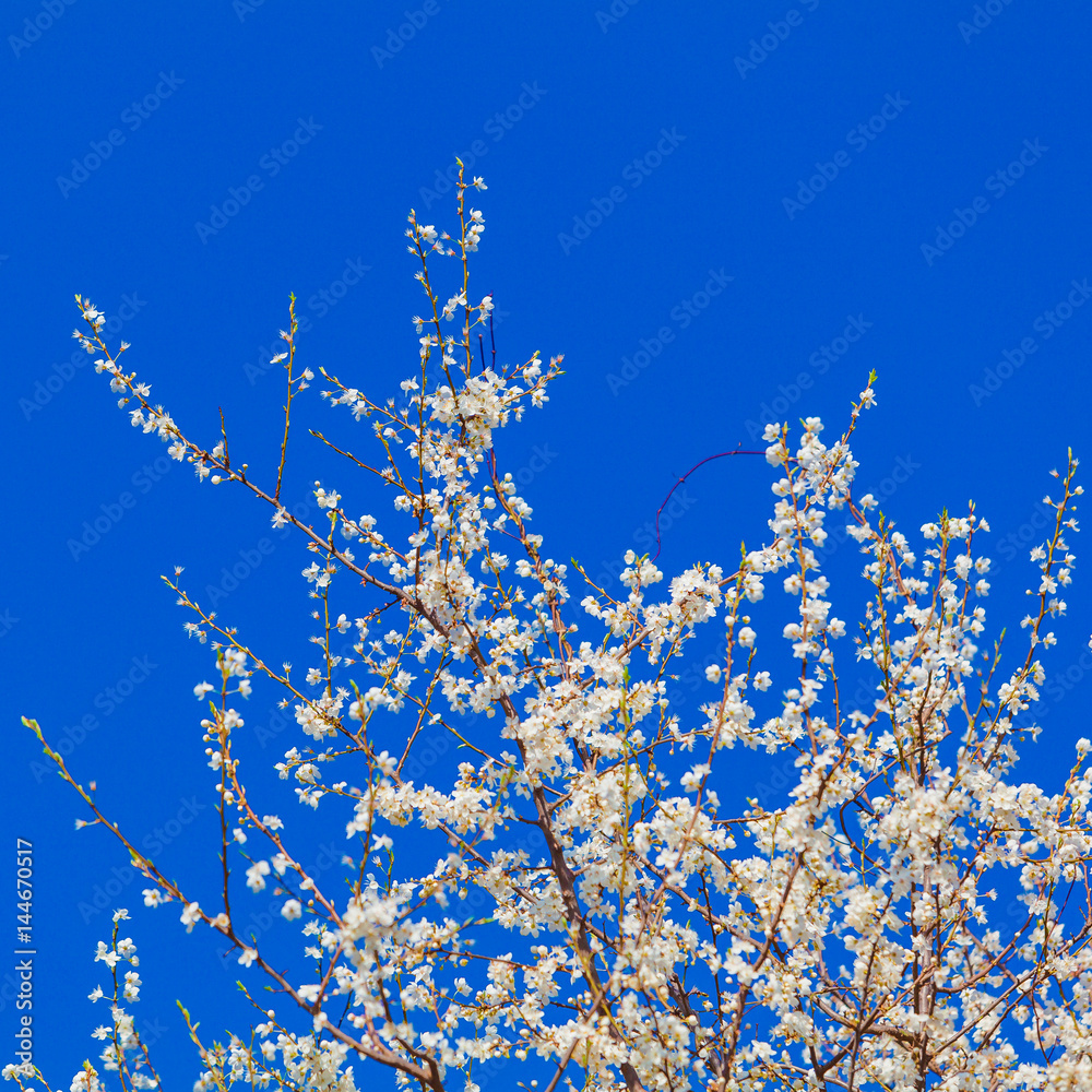 Spring blossom background. spring flowers Spring blossom background. spring flowers