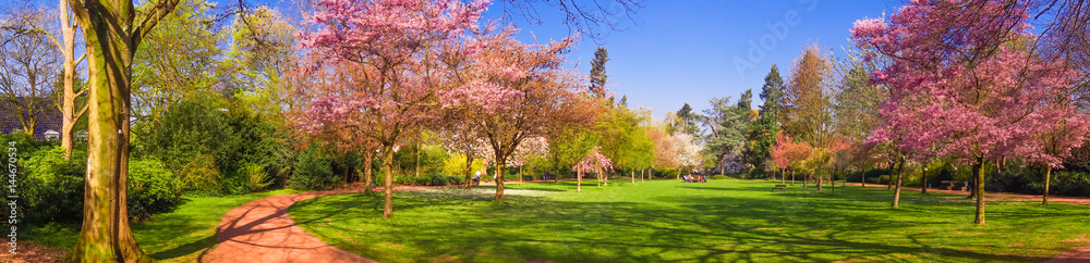 Spring Park landscape. Panoramic view of a park