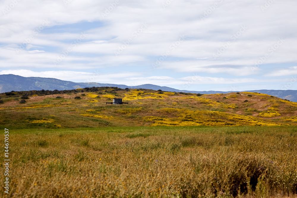 California Wildflowers Carrizo Plains California Wildflowers Carrizo Plains