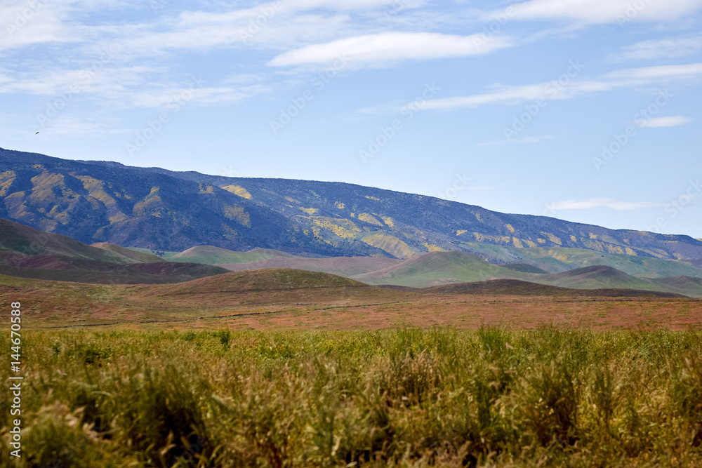 California Wildflowers Carrizo Plains