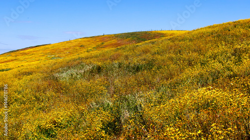 California Wildflowers Carrizo Plains