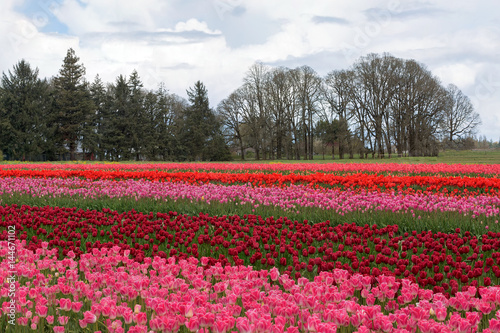 Wallpaper Mural Colorful Tulips Blooming at Tulip Festival in Woodburn oregon spring season Torontodigital.ca