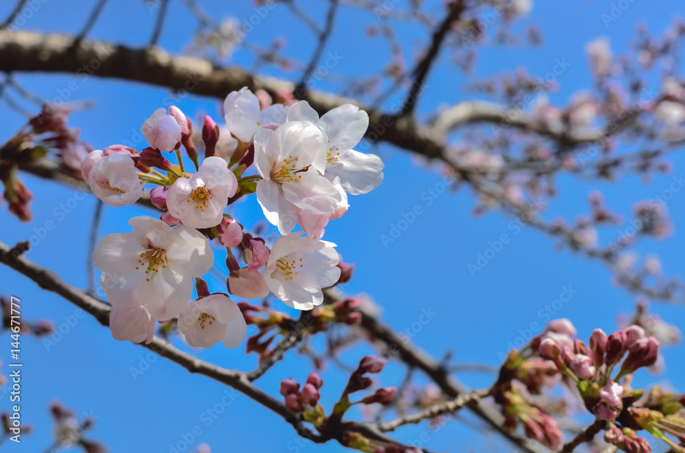 Beautiful Sakura Flowers in Japan, Selective Focus with place your text Beautiful Sakura Flowers in Japan, Selective Focus with place your text