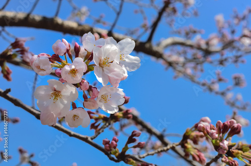 Beautiful Sakura Flowers in Japan, Selective Focus with place your text 