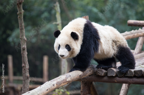 panda in park © zhu difeng