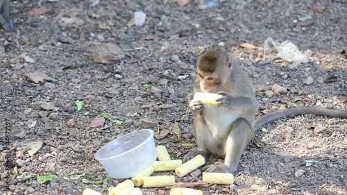 Monkey eating candy