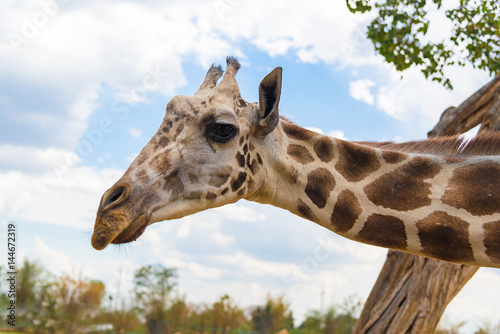 Giraffe walking in park  head and neck.