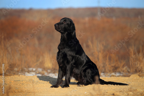 Fotografija Flat coated retriever. Dog sitting outdoor.