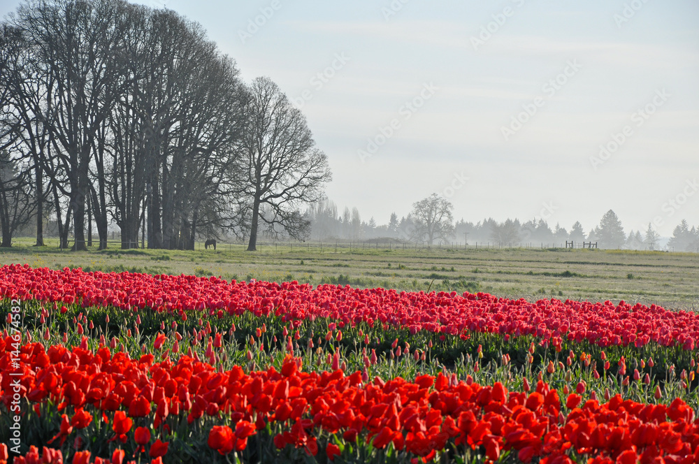Tulip fields on misty morning with horse and trees in background.