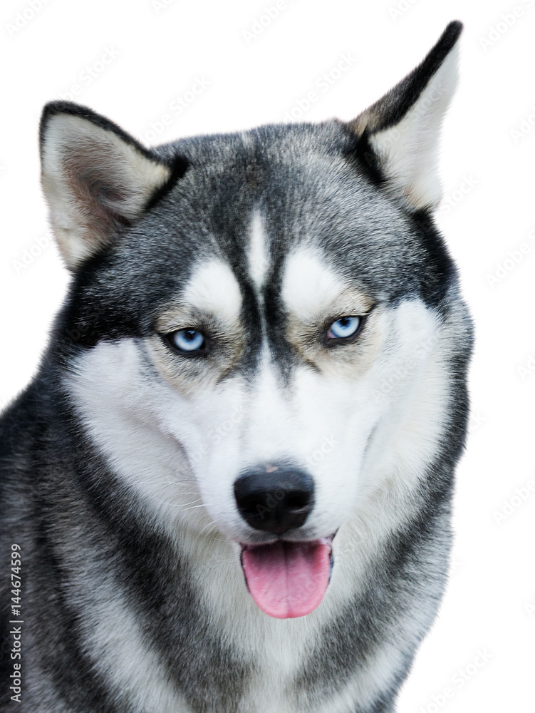 Husky dog portrait over white