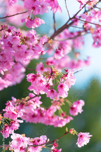 Cherry blossom Flowers,in Tachikawa,Tokyo,Japan © yasuhisa