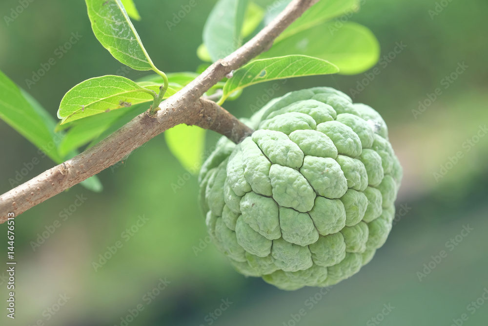 custard apple custard apple