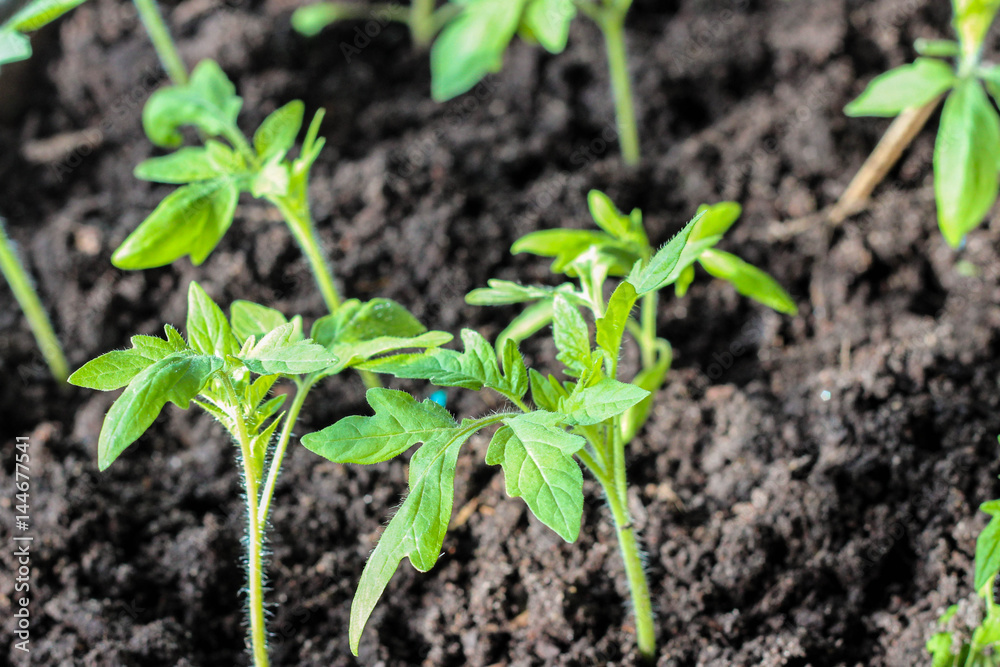 Young seedlings tomato Young seedlings tomato