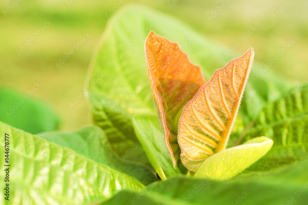 Fototapeta premium new Leaves background
