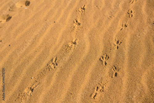 Birds footprints on sand beach in sunny day