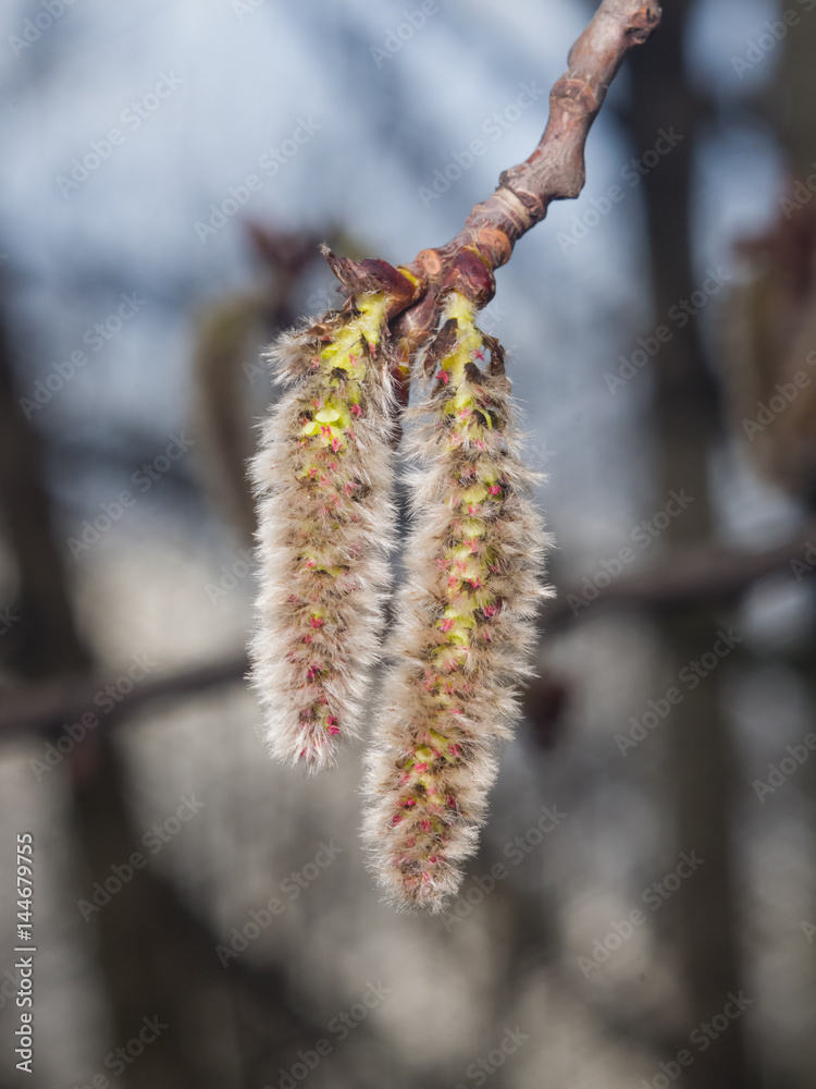 Aspen catkins on branch with bokeh background macro, selective focus, shallow DOF Aspen catkins on branch with bokeh background macro, selective focus, shallow DOF