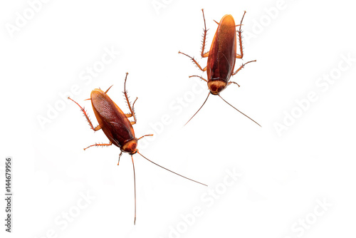Cockroach isolated on a white background © ic36006