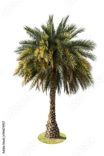 Green beautiful palm tree isolated on white background