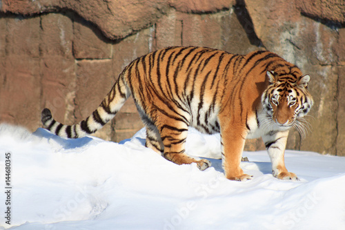 Beautiful siberian tiger on a morning walk.