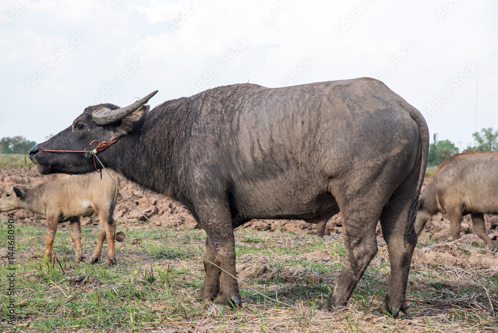 Asian buffalo eat grass on the field with blue sky,Thailand Asian buffalo eat grass on the field with blue sky,Thailand
