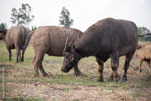 Asian buffalo eat grass on the field with blue sky Thailand