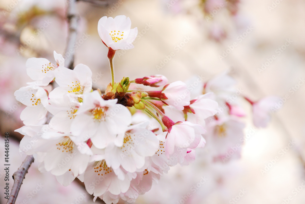 桜