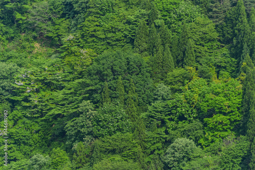 森林の背景 森林の背景