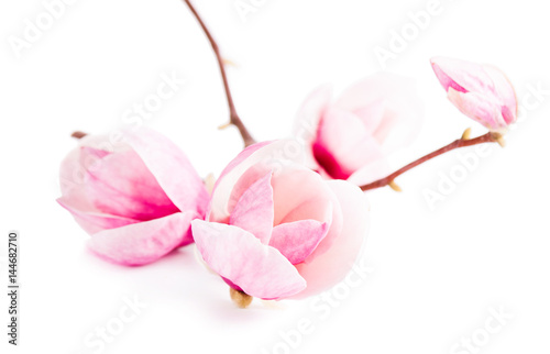 Pair pink magnolia flower