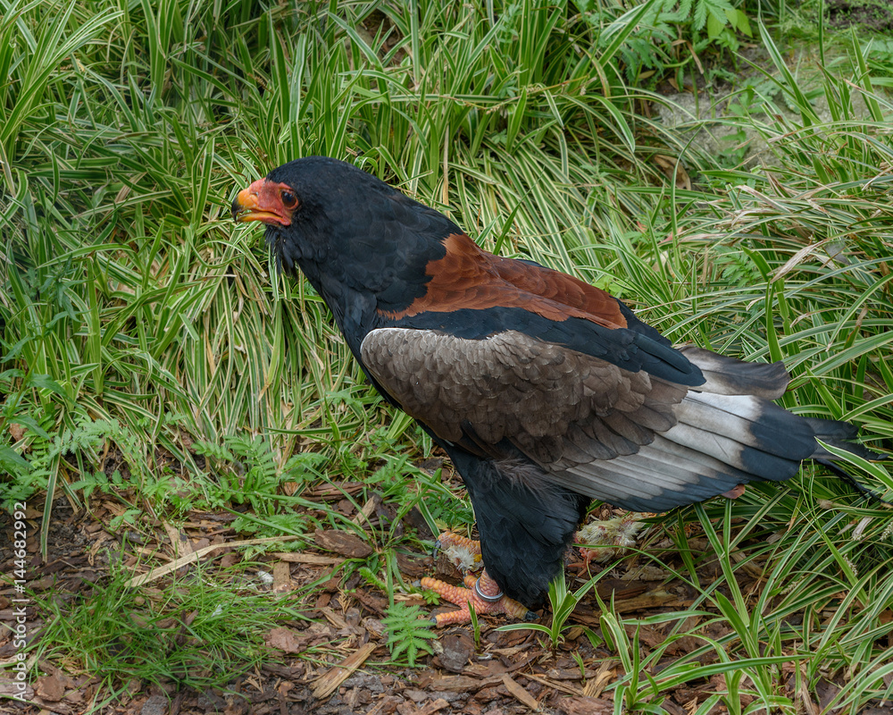 Fototapeta premium Bateleur Eagle. Zimbabwe Bird
