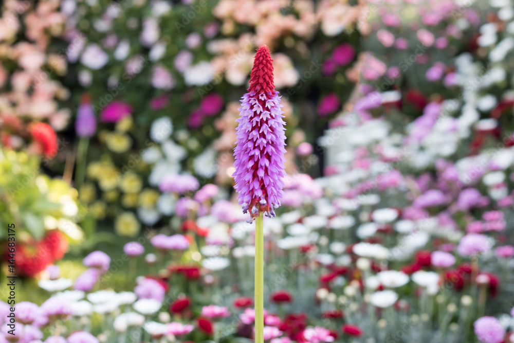 珍しい花 Stock 写真 Adobe Stock