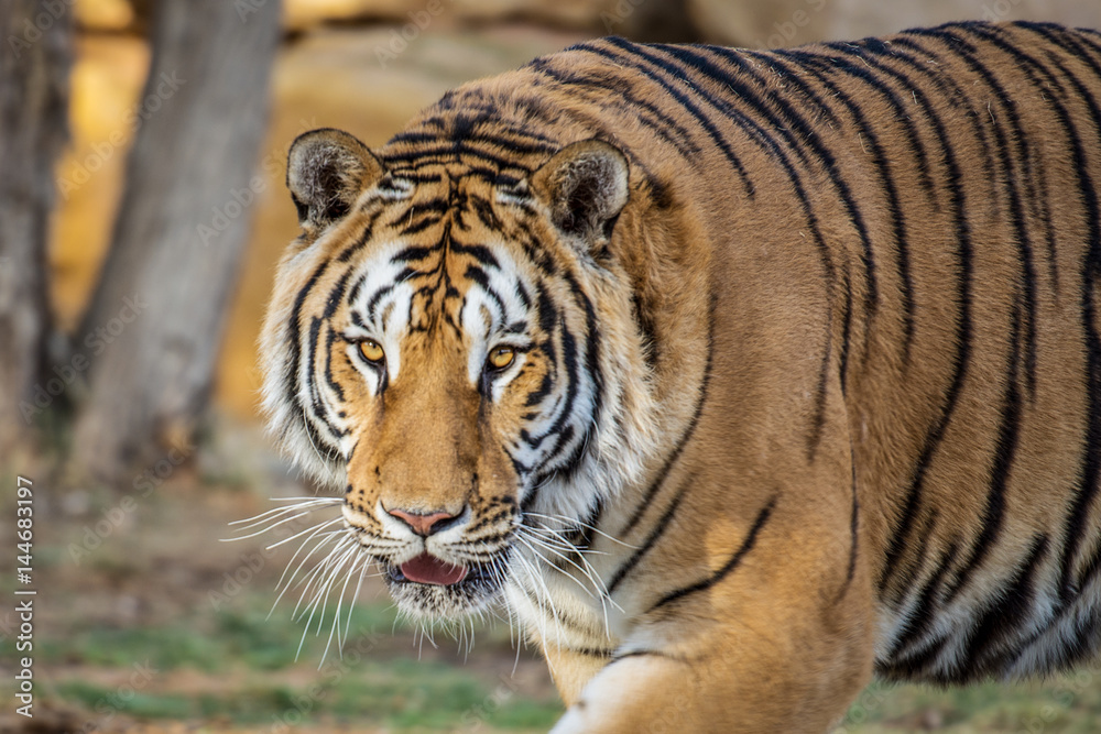 Aggressive tiger want to attack