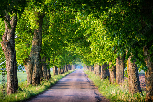 Countryside road among the trees. Masuria, Poland. photo