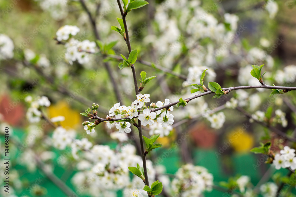 Fototapeta premium White Cherry Blooming Trees