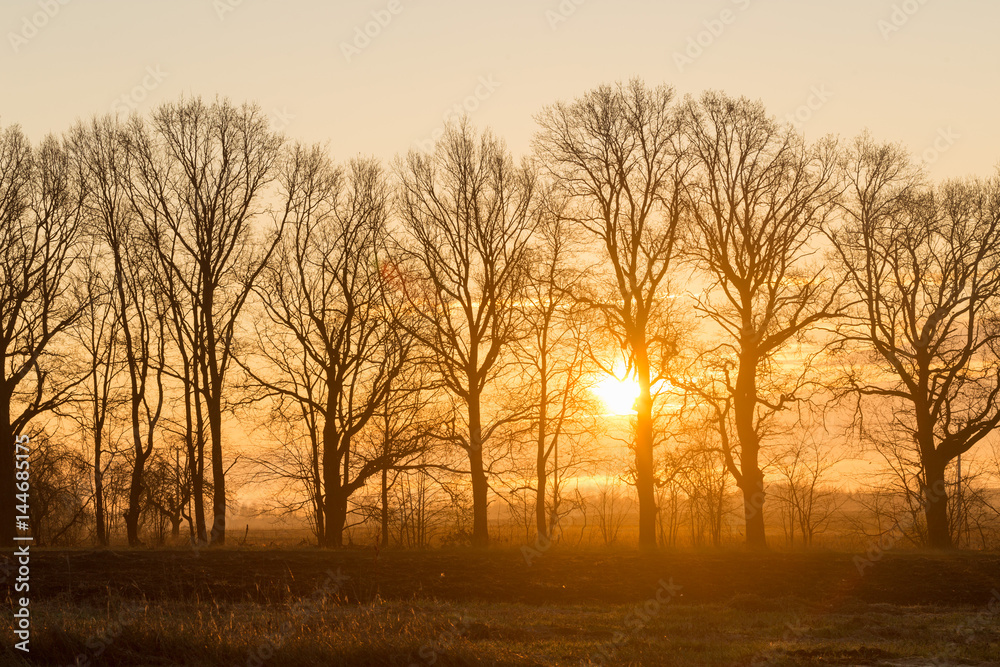 The sun through the trees at dawn